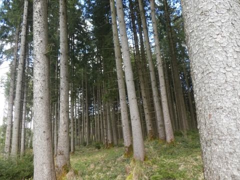 Aichstetten Bauernhöfe, Landwirtschaft, Aichstetten Forstwirtschaft