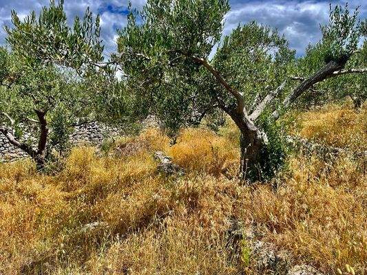 Umgebung mit Meerblick 