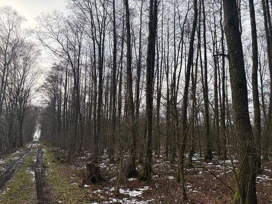 Hesterberg2_Flur15_Flstk45