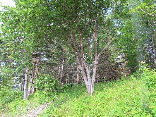 Cape Breton - Wunderschönes Fluss-Ufergrundstück a