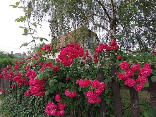 received_3218533728402704