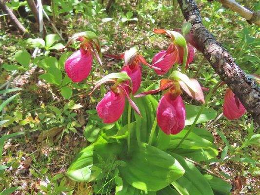 Nova Scotia - English Harbour - 14.580 m²-Lot in h