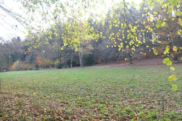 Wiese & Wald angrenzend