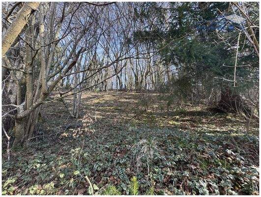 Aktuelle Ansicht der natürlichen Vegetation