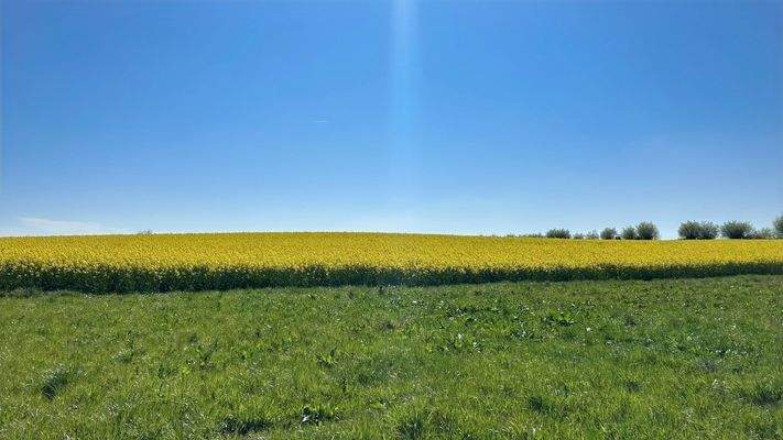 Rapsfeld neben FH-Gebiet