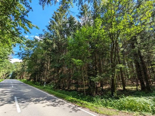 Waldstück mit Zufahrt über die Straße