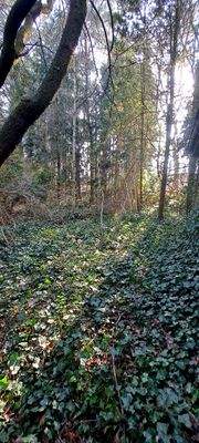 Grundstück mit Baumbestand 