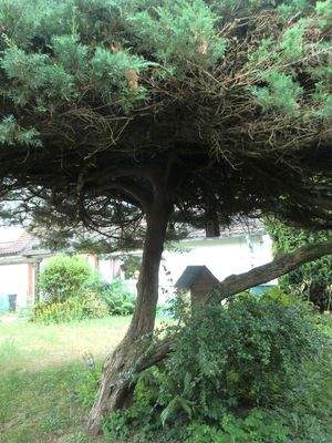 Garten hinter dem Haus