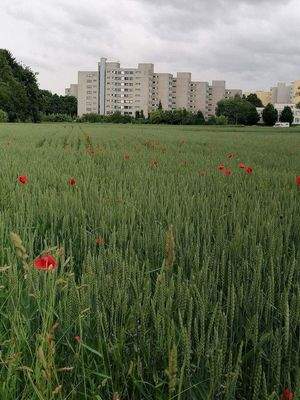 Blick auf die Wohnanlage