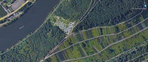 Traben-Trarbach Bauernhöfe, Landwirtschaft, Traben-Trarbach Forstwirtschaft