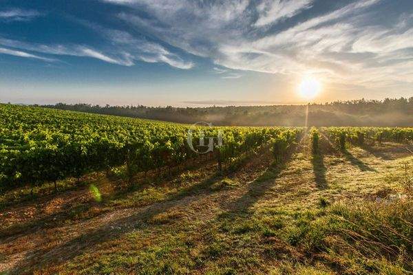Weinberge in Franciacortai