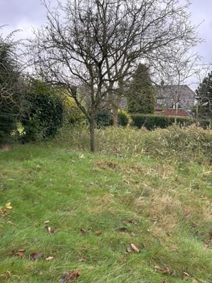 Naturbelassenes Gartengrundstück
