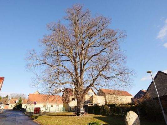  Die gewaltige DORFLINDE