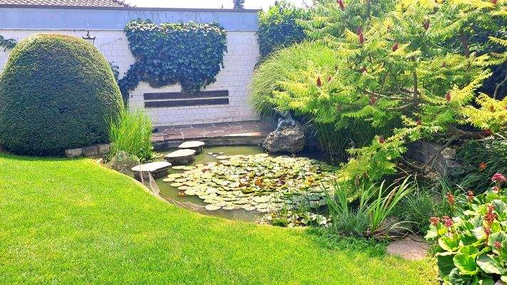 Seerosenteich mit Wasserschildkröte