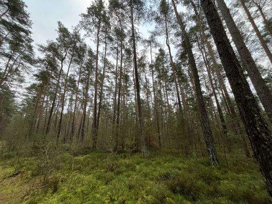 teilweise guter Baumbestand