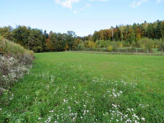 Weitere mögliche Weidefläche