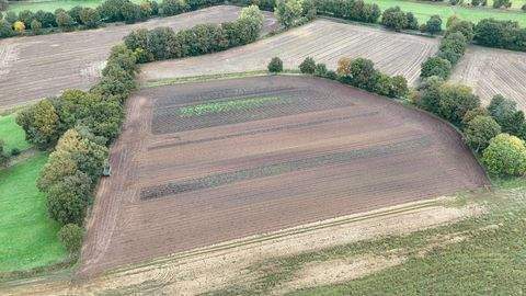 Laar Bauernhöfe, Landwirtschaft, Laar Forstwirtschaft