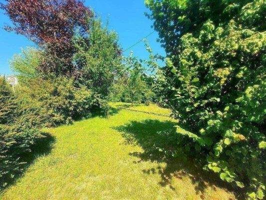 Viele Büsche und Bäume.jpg