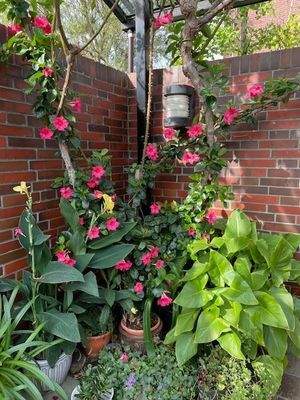 Blumen auf der Terrasse