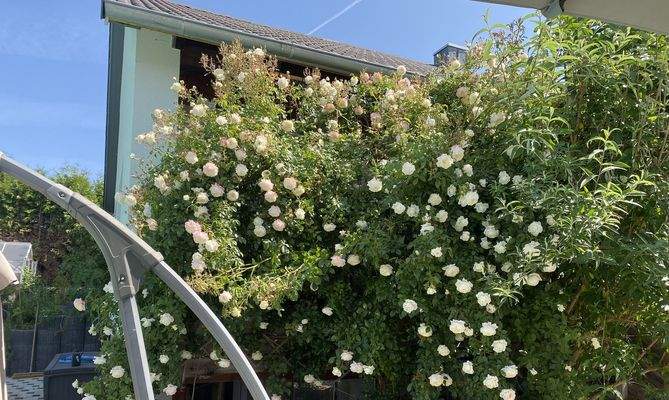 Diese Balkontür befindet sich hinter dieser märchenhaften, weissen Rose, die im Sommer super Schatten im Haus bietet und trotzdem im Winter licht einfallen lässt