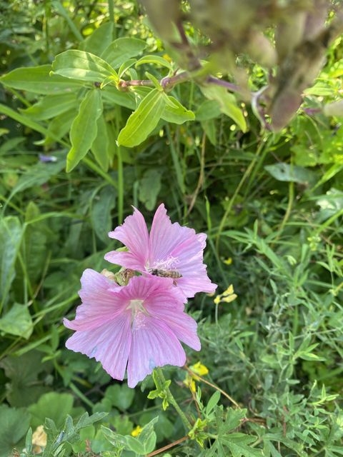 Hofstetten Hagenheim Grundstücke, Hofstetten Hagenheim Grundstück kaufen