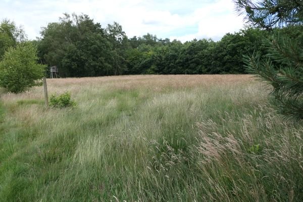 Blick auf die Wiese