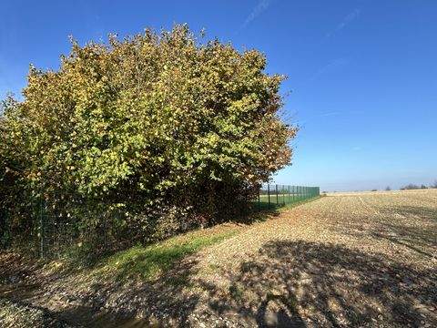 Billerbeck Bauernhöfe, Landwirtschaft, Billerbeck Forstwirtschaft