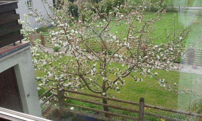 Blick auf den blühenden Baum