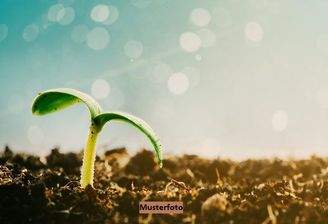 Keine Originalbilder