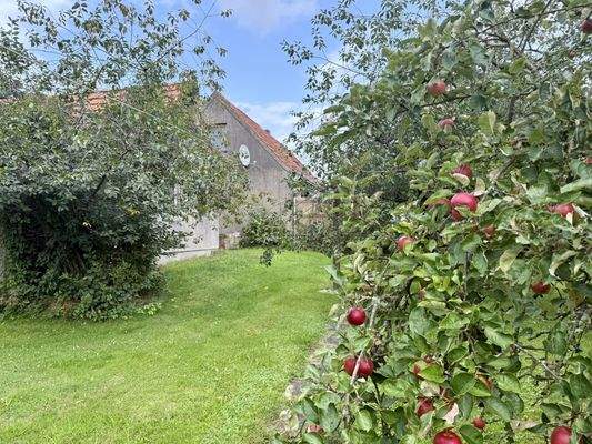 Lecker! Äpfel aus dem eigenen Garten
