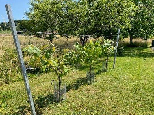 Impressionen Uhudler