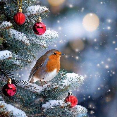 Weihnachtszeit ist Wunschzeit-schenken Sie sich Ihr Traumhaus