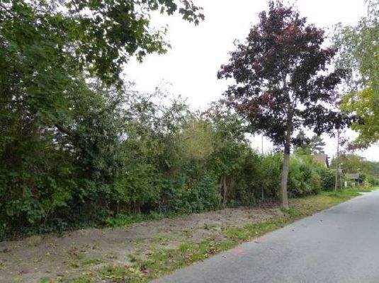 Begrünung entlang der Straße