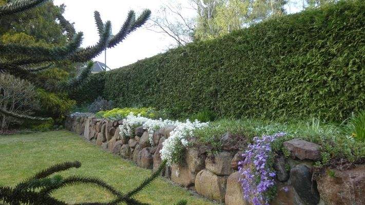 Frühblüher als Blickfang im Garten