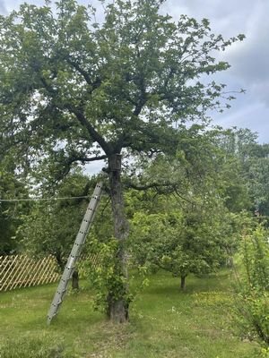 Obstgarten