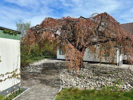 Zugang zum Wohnhaus (japanische Zierkirsche)