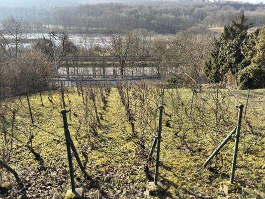 Rebstöcke auf dem Grundstück