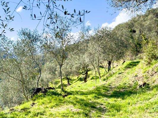 AP961_06 TERRA ITALIA IMMOBILIEN_LIGURIEN_APRICALE