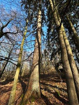 .. mit Baumbestand  !