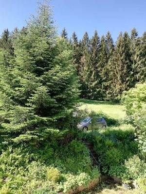 Blick vom Balkon zum Waldrand