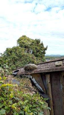 Blick über die Stadtmauer