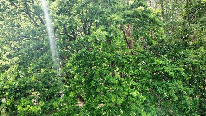 Drohnenaufnahme ältere Eichen