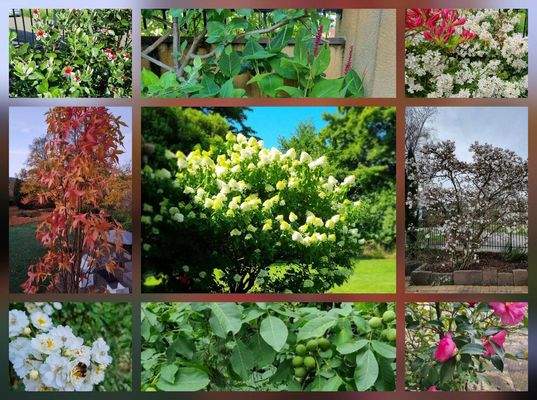 Mediterrane Pflanzen