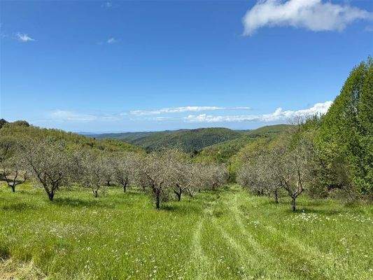 Olivenhain mit Meerblick