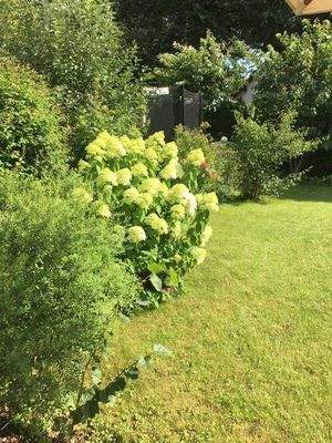 Blick in den Garten (Sommer)