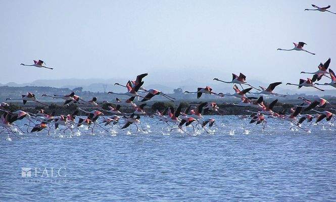 C13_Iconic_Gran Alacant_flamencos