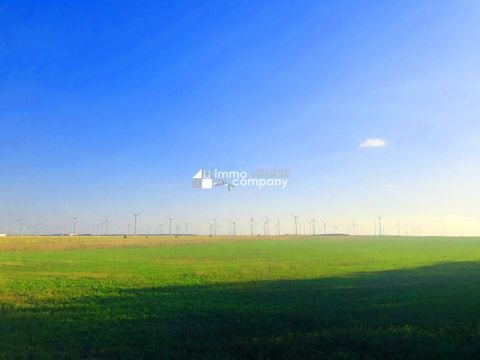 Zurndorf Bauernhöfe, Landwirtschaft, Zurndorf Forstwirtschaft