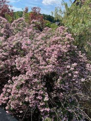 Der Garten in voller Blüte