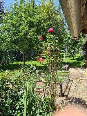 Garten (Bild 1)