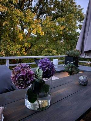 Blick in die Baumkronen der Schweizer Straße 